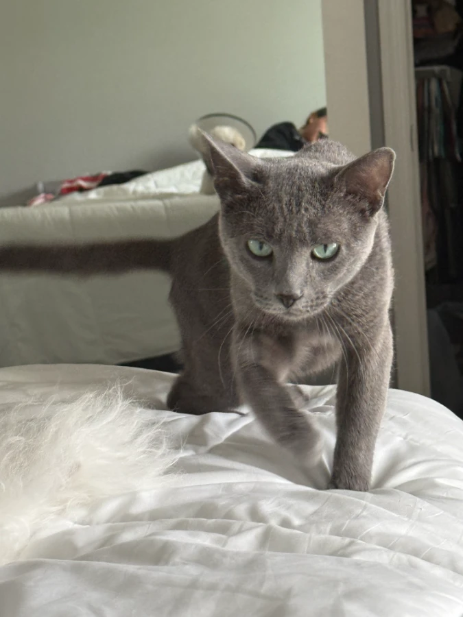Dimitri