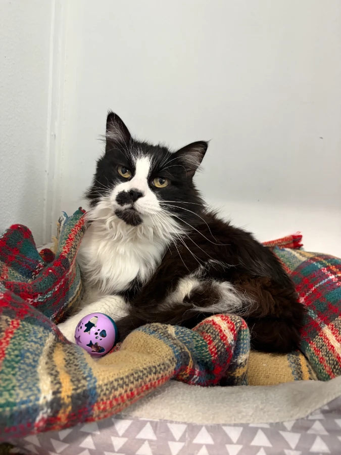 Mittens