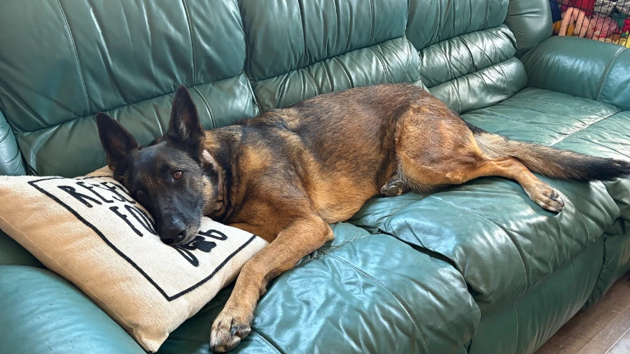 An adult medium-sized female Black And Tan & Brown Belgian Shepherd / Malinois dog named Isla for adoption in Dillon, MT