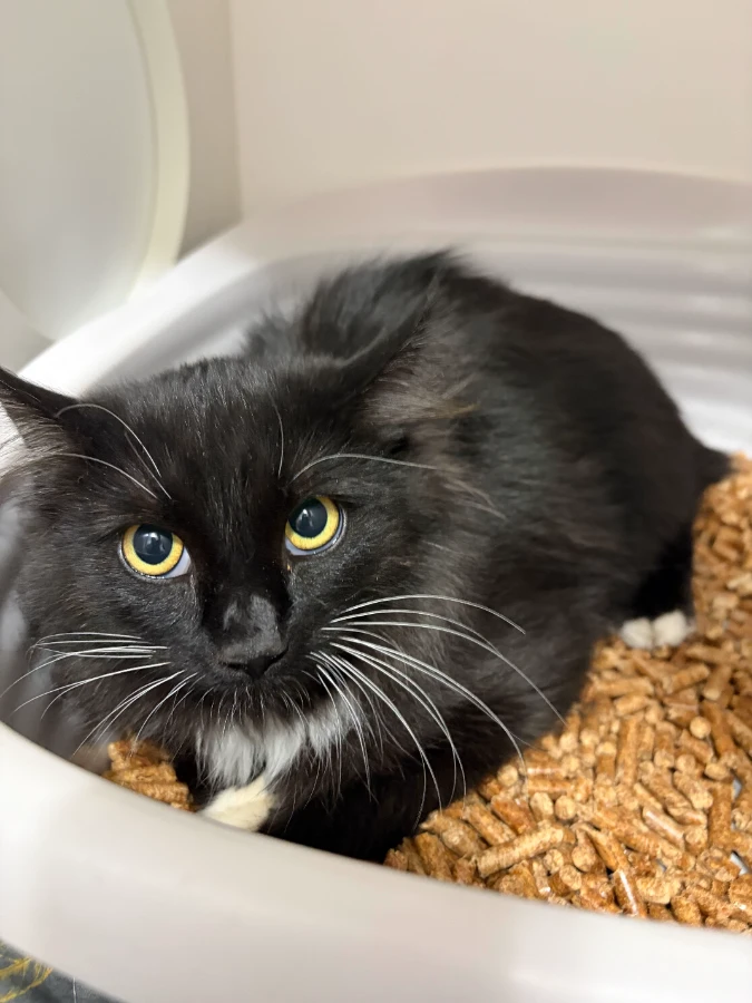 A young unknown-sized female Black & White / Tuxedo Mixed Breed cat named Rosemary (Barn Cat) for adoption in Dillon, MT