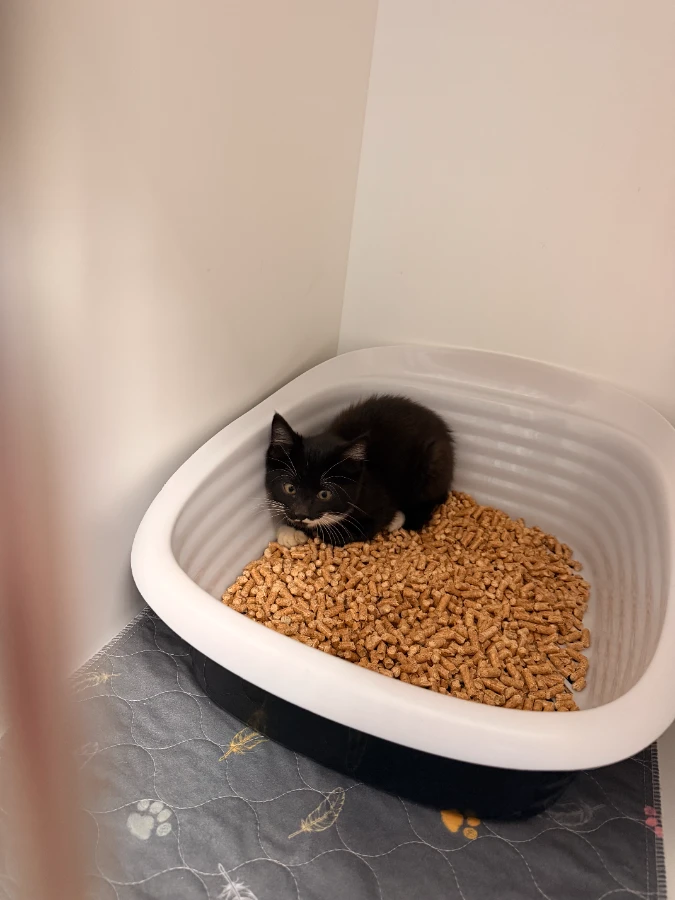 A baby small-sized unknown Domestic Short Hair cat named Winifred for adoption in Dillon, MT