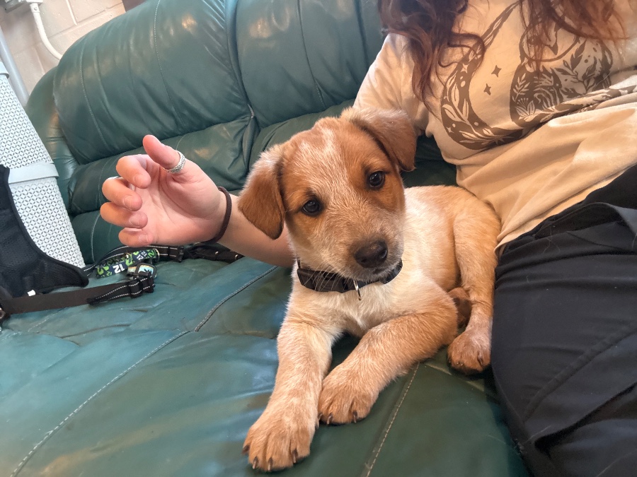 A baby medium-sized male Australian Cattle Dog / Blue Heeler dog named Johnny for adoption in Dillon, MT