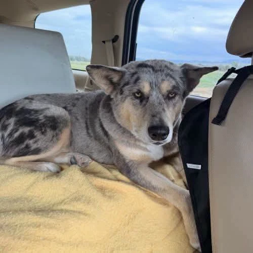 An adult medium-sized female Mix dog named Pearl for adoption in Dillon, MT