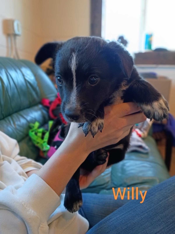 A baby small-sized male Australian Cattle Dog / Blue Heeler dog named Willie for adoption in Dillon, MT