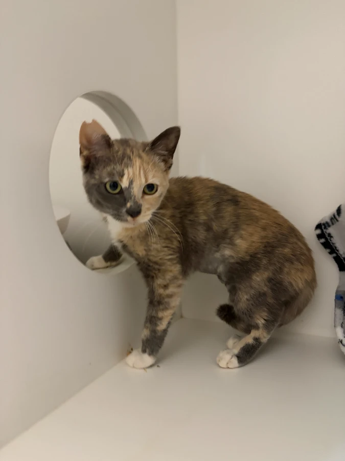 A baby small-sized female Domestic Short Hair cat named Boo for adoption in Dillon, MT
