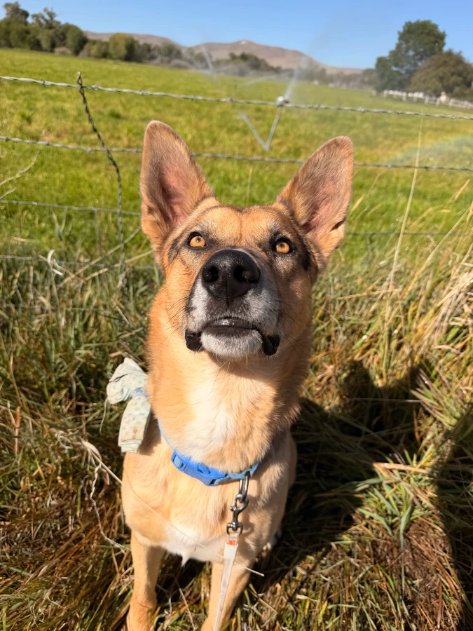 A young medium-sized male Tan & Flecked Ticked Or Spotted Mix dog named Shenzi for adoption in Dillon, MT