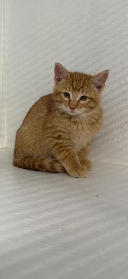 A baby medium-sized male Domestic Short Hair cat named Pumba for adoption in Dillon, MT