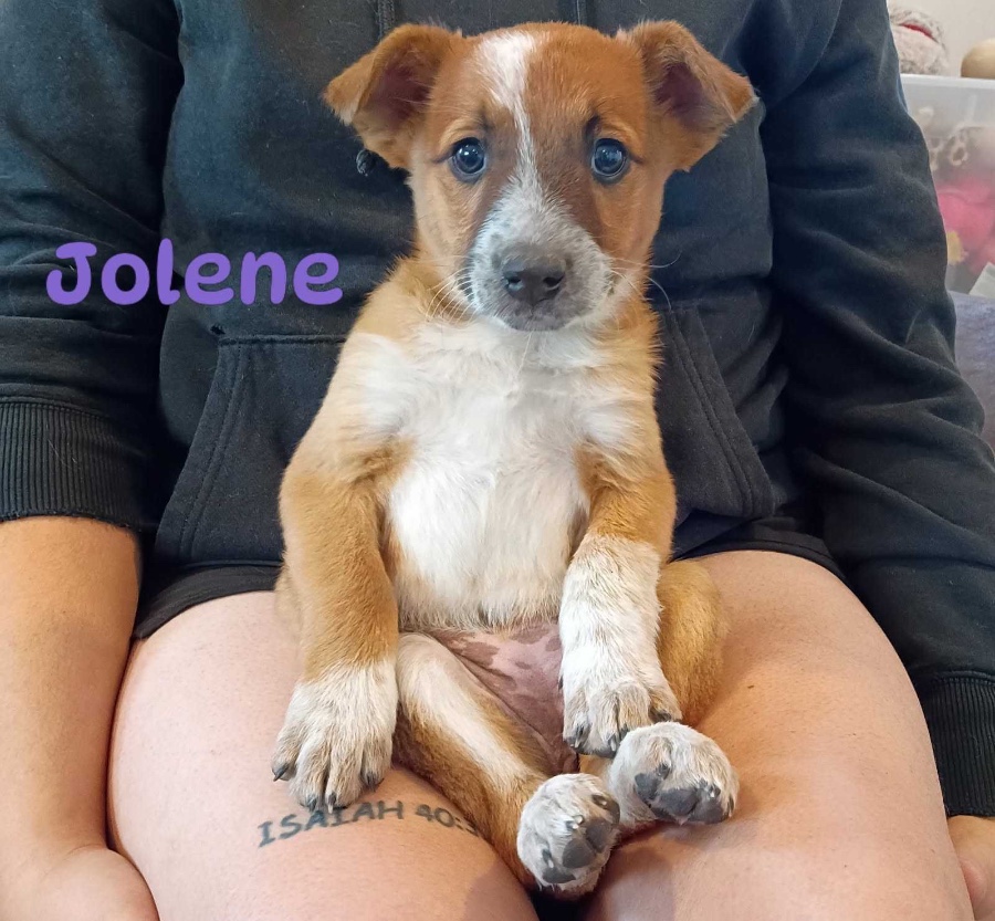 A baby small-sized female Australian Cattle Dog / Blue Heeler dog named Jolene for adoption in Dillon, MT