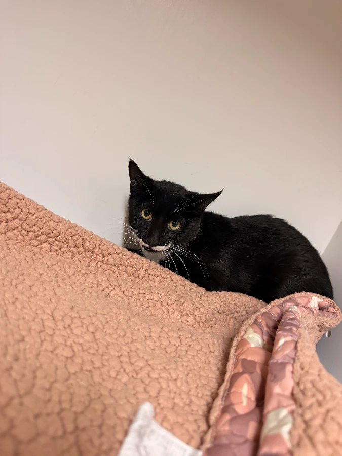 A young medium-sized male Black & White / Tuxedo Domestic Short Hair cat named Hoot for adoption in Dillon, MT