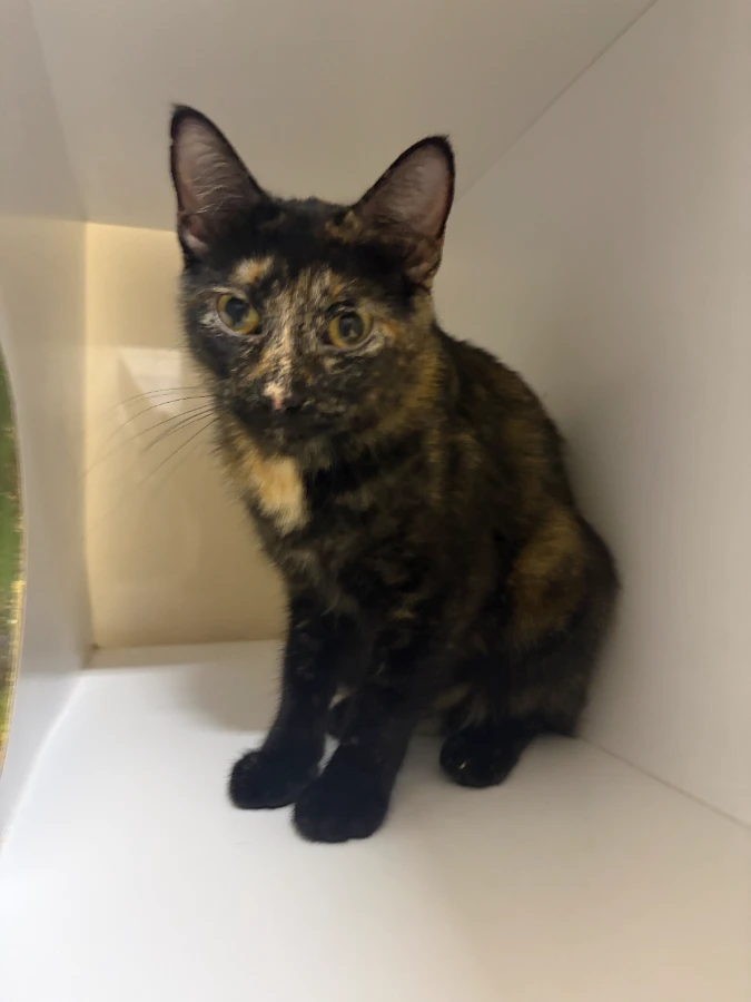 An adult medium-sized female Tortoiseshell Domestic Short Hair cat named Dorthy for adoption in Dillon, MT