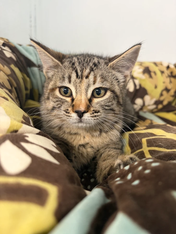 A baby unknown-sized female Domestic Short Hair cat named Kiara for adoption in Dillon, MT