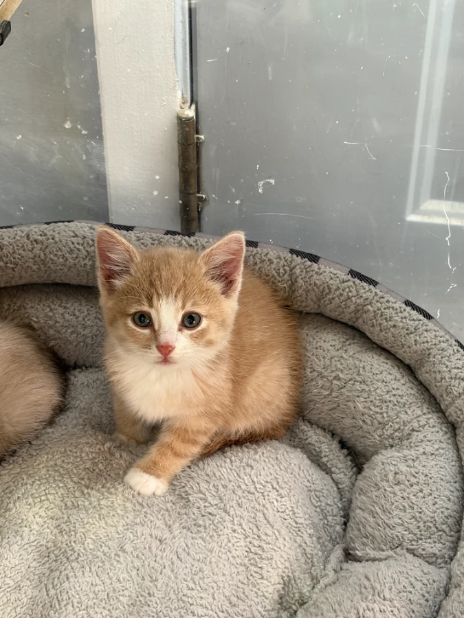 A baby small-sized female Domestic Medium Hair cat named Spice for adoption in Dillon, MT