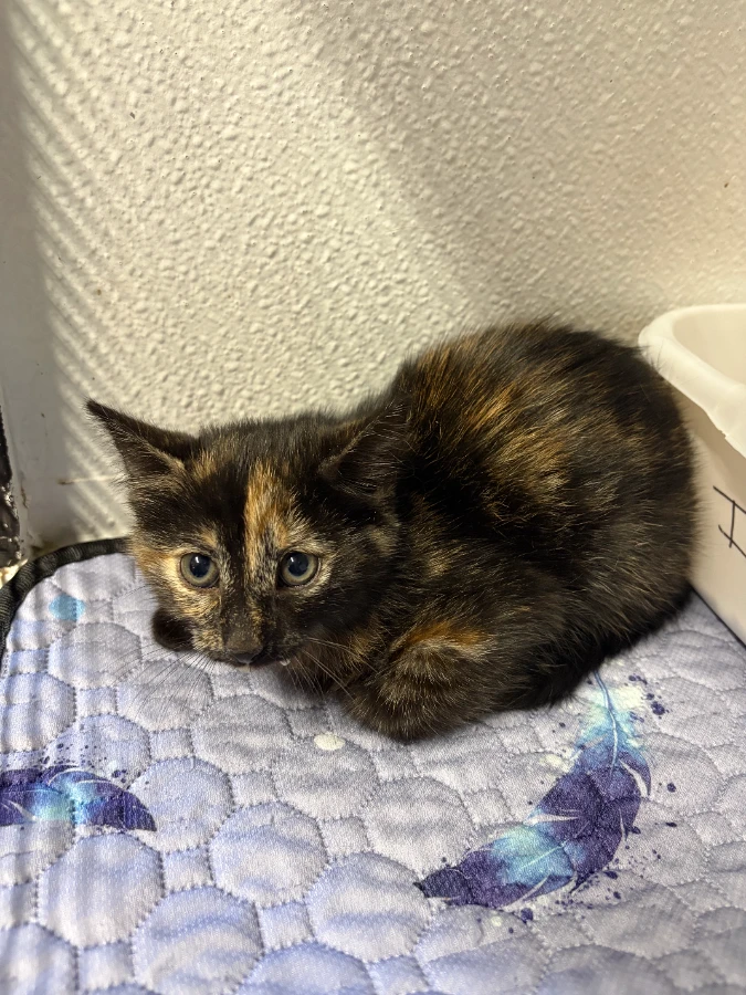 A baby small-sized female Tortoiseshell Domestic Short Hair cat named Sasha for adoption in Dillon, MT