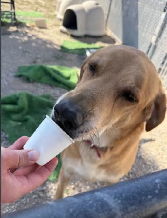 A senior extra large-sized male Retriever - Labrador dog named Chance for adoption in Dillon, MT
