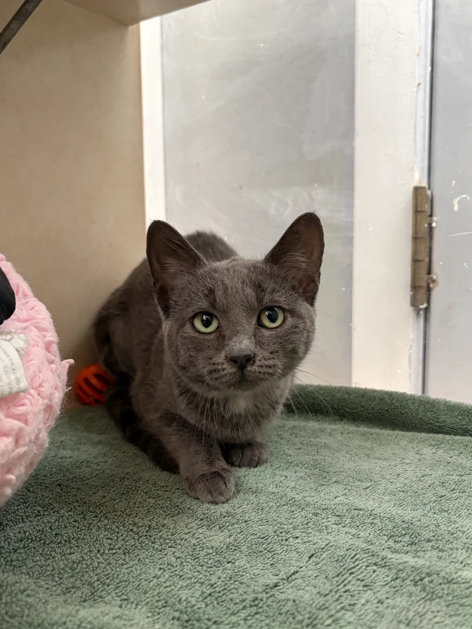 A baby small-sized female Domestic Short Hair cat named Salem for adoption in Dillon, MT