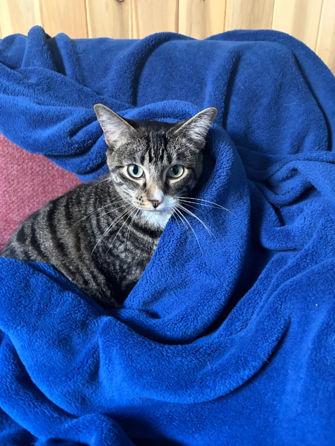 An adult medium-sized female Mixed Breed cat named Cider for adoption in Dillon, MT