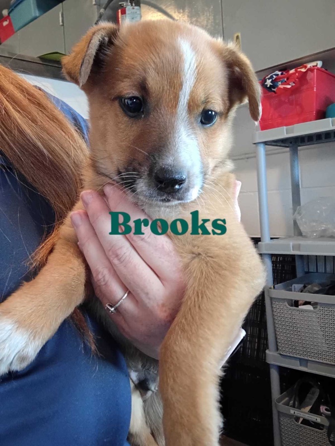 A baby medium-sized male Australian Cattle Dog / Blue Heeler dog named Brooks for adoption in Dillon, MT