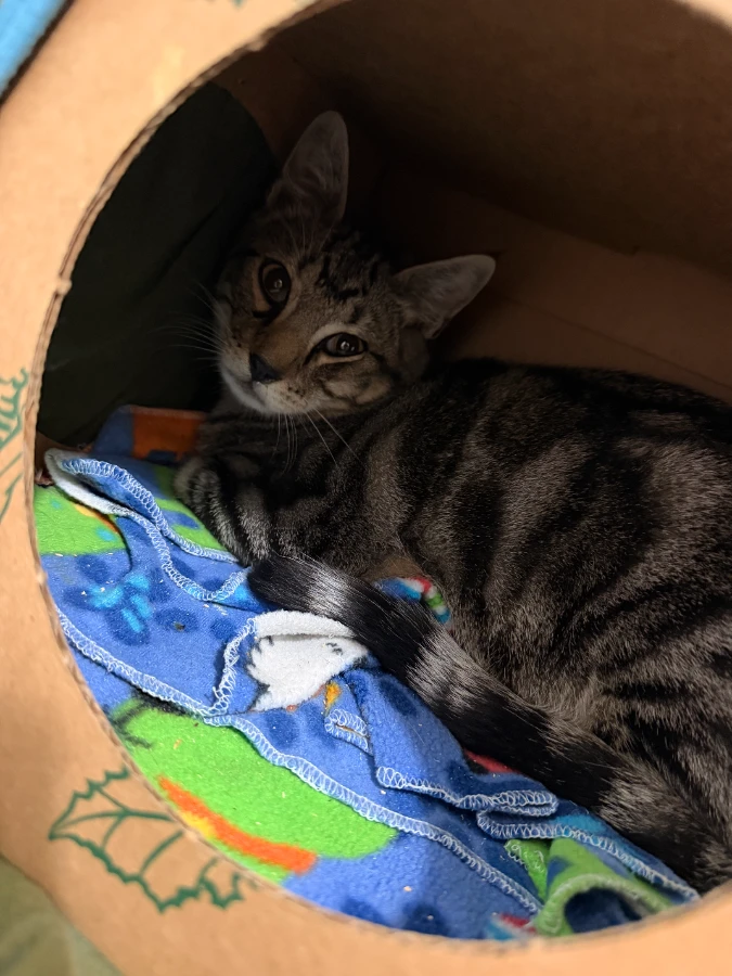 A young medium-sized female Domestic Short Hair cat named Josephine for adoption in Dillon, MT