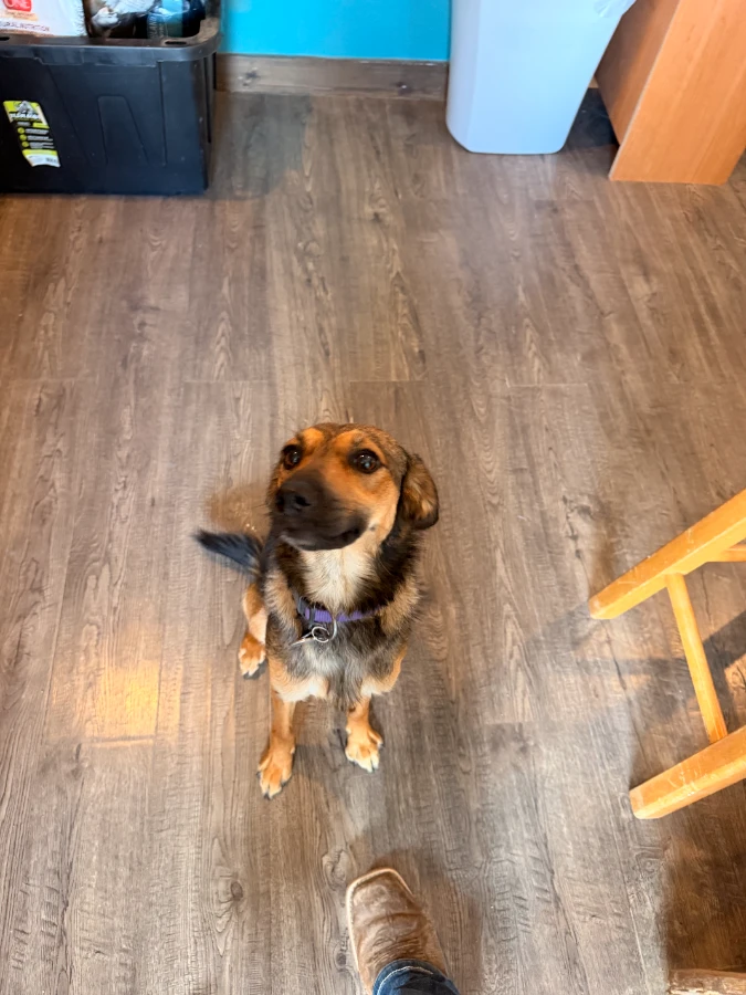 Sadie thumbnail 2