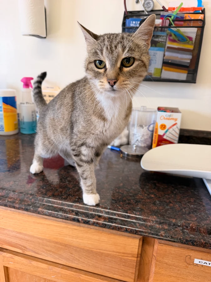 A young medium-sized female Tabby (Buff / Tan / Fawn) Domestic Short Hair cat named Sammie for adoption in Dillon, MT