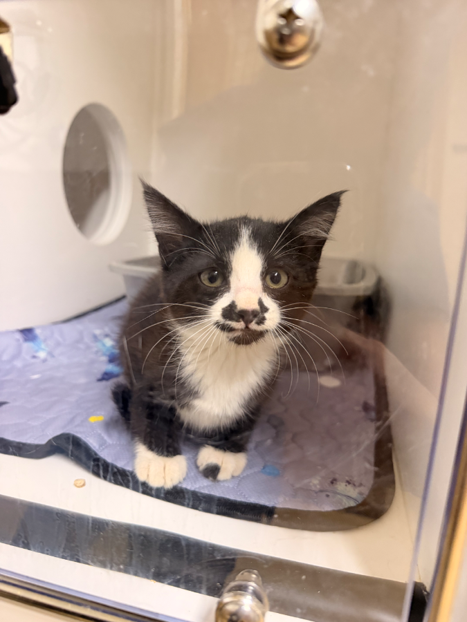 A baby small-sized unknown Domestic Short Hair cat named Freddy Claws  for adoption in Dillon, MT