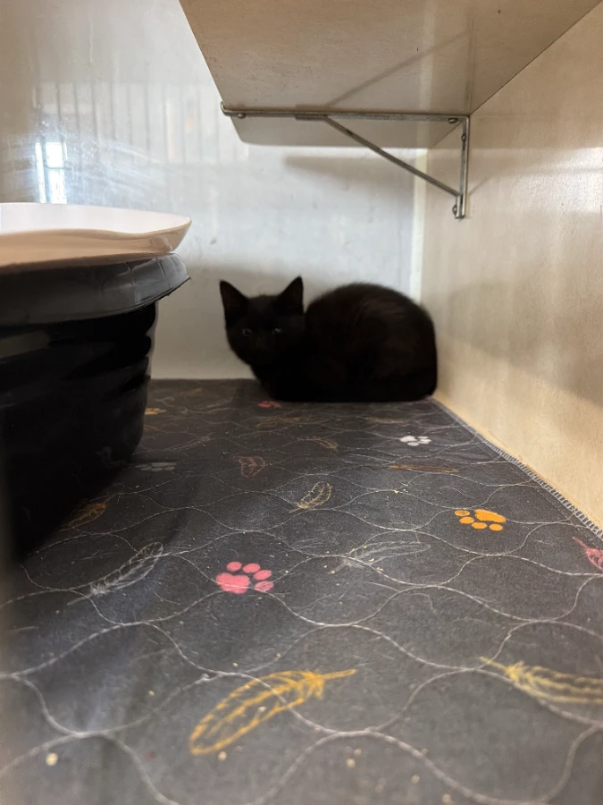 A baby small-sized male Black Domestic Short Hair cat named Phantom for adoption in Dillon, MT