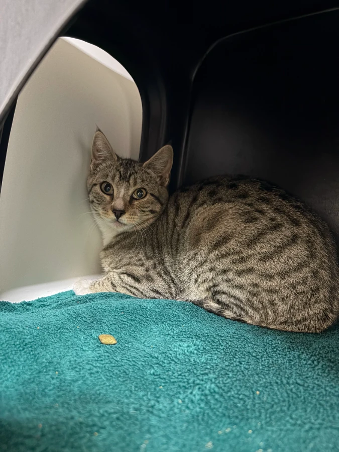 A young medium-sized unknown Tabby (Gray / Blue / Silver) Domestic Short Hair cat named Astrid for adoption in Dillon, MT