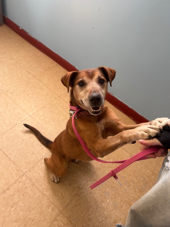 A senior medium-sized male Hound dog named GOOSE for adoption in Dillon, MT