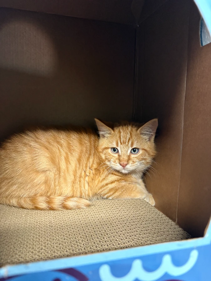 A baby medium-sized male Domestic Medium Hair cat named Timon for adoption in Dillon, MT