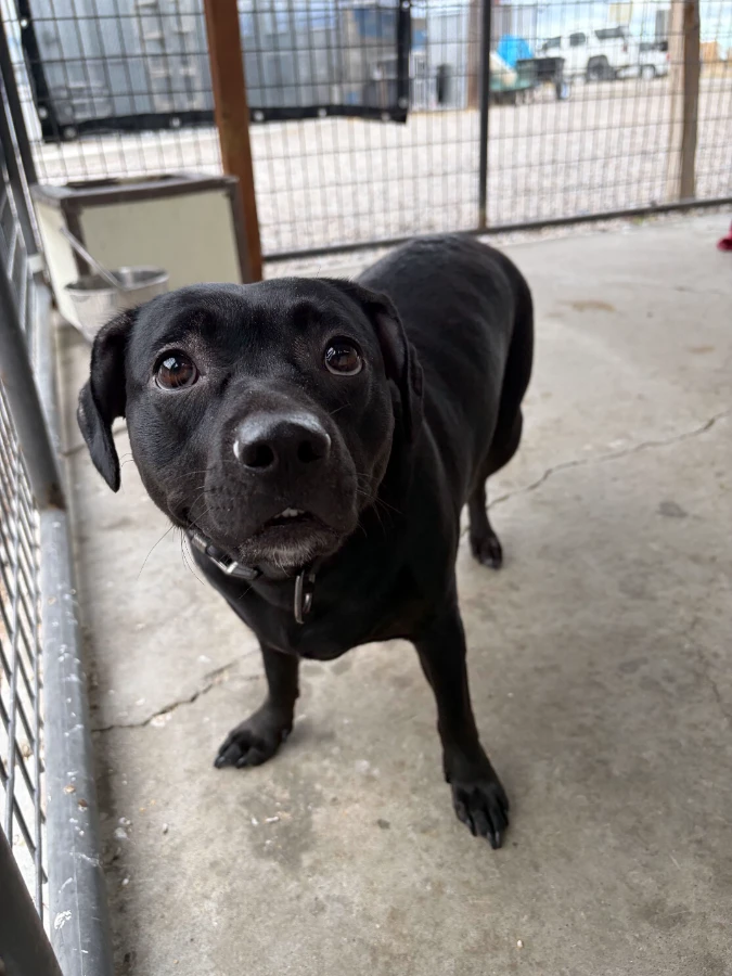 An adult small-sized female Black Chiweenie dog named Mochi for adoption in Dillon, MT