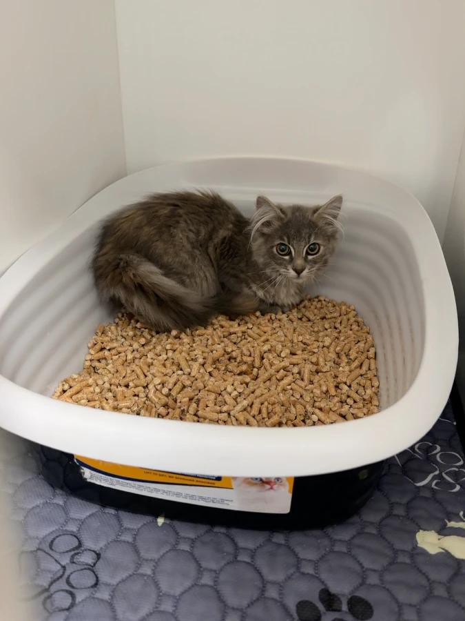 A young medium-sized unknown Domestic Long Hair cat named Grasshopper for adoption in Dillon, MT
