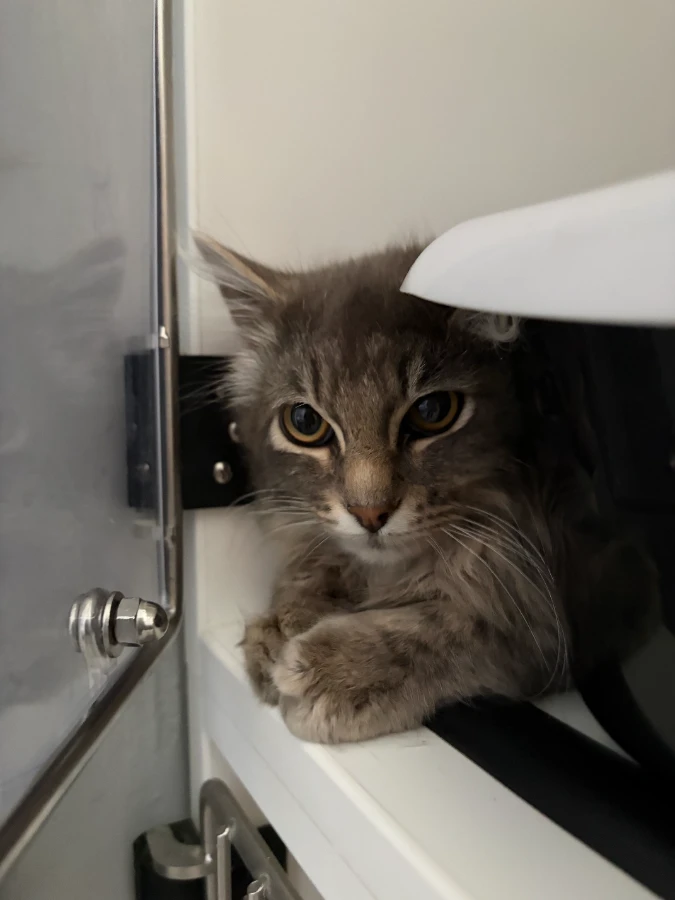 A young medium-sized unknown Gray / Blue / Silver Domestic Long Hair cat named Bugz for adoption in Dillon, MT