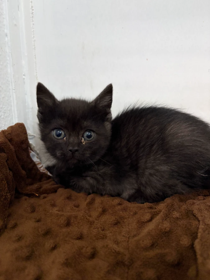A baby small-sized male Domestic Medium Hair cat named Truffle  for adoption in Dillon, MT