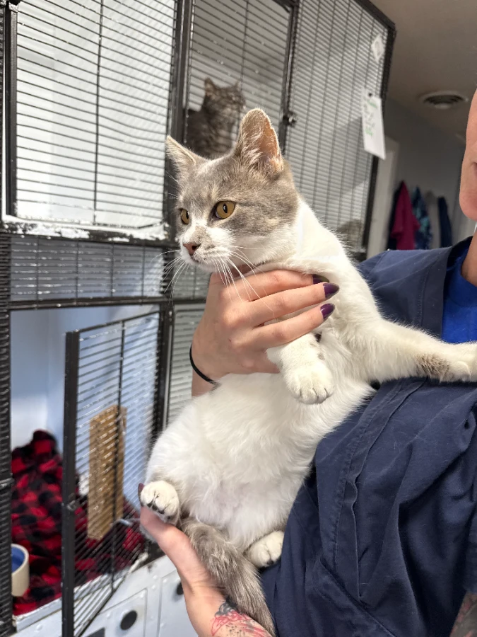 An adult medium-sized female Domestic Short Hair cat named Orchid for adoption in Dillon, MT
