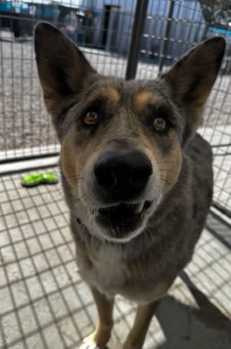 An adult medium-sized female Mix dog named Pearl for adoption in Dillon, MT