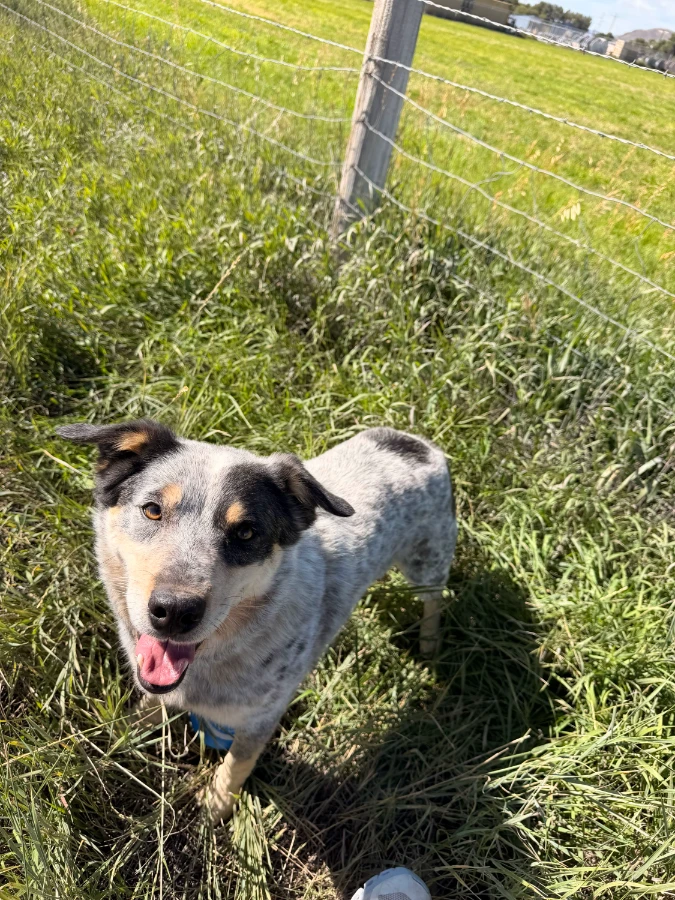 A senior medium-sized male Brown & Brown And White Collie - Border & Red Heeler dog named Chewy for adoption in Dillon, MT
