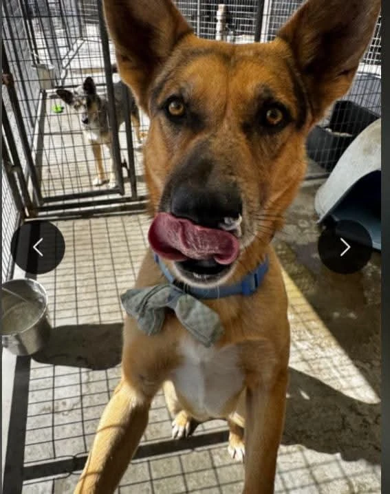 A young medium-sized male Mix dog named Shenzi for adoption in Dillon, MT