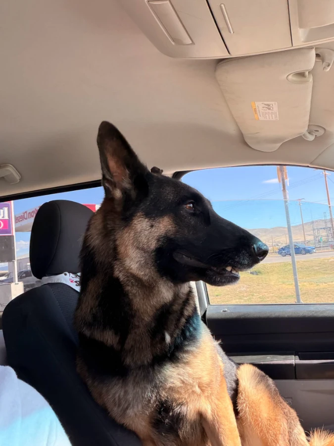 An adult medium-sized female Shepherd - German dog named Lola for adoption in Dillon, MT