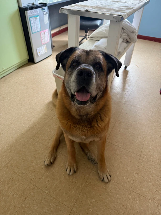 A senior medium-sized male Saint Bernard & Shepherd - German dog named Kyzer for adoption in Dillon, MT