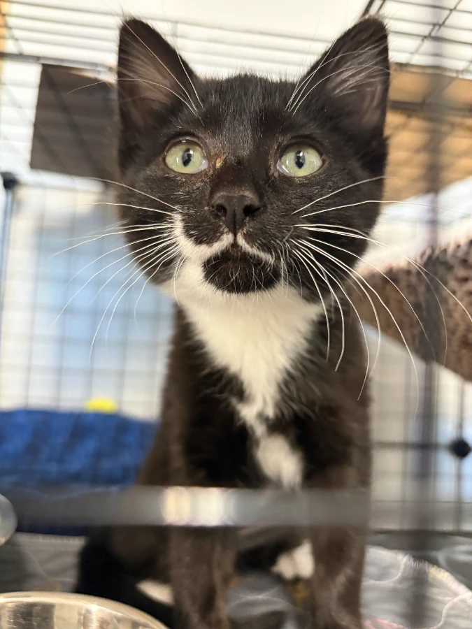 A baby small-sized female Black & White / Tuxedo Domestic Medium Hair cat named Delilah for adoption in Dillon, MT