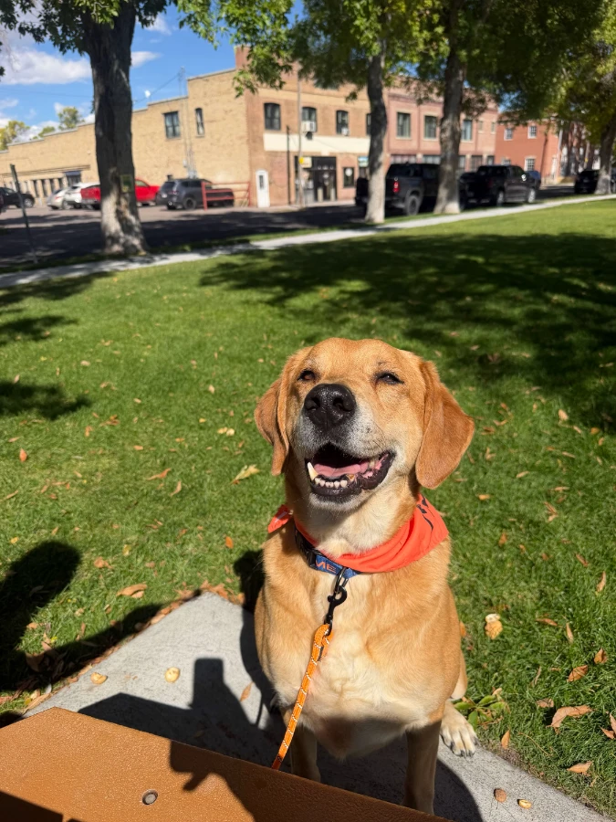 A senior extra large-sized male Red & Flecked Ticked Or Spotted Retriever - Labrador dog named Chance for adoption in Dillon, MT