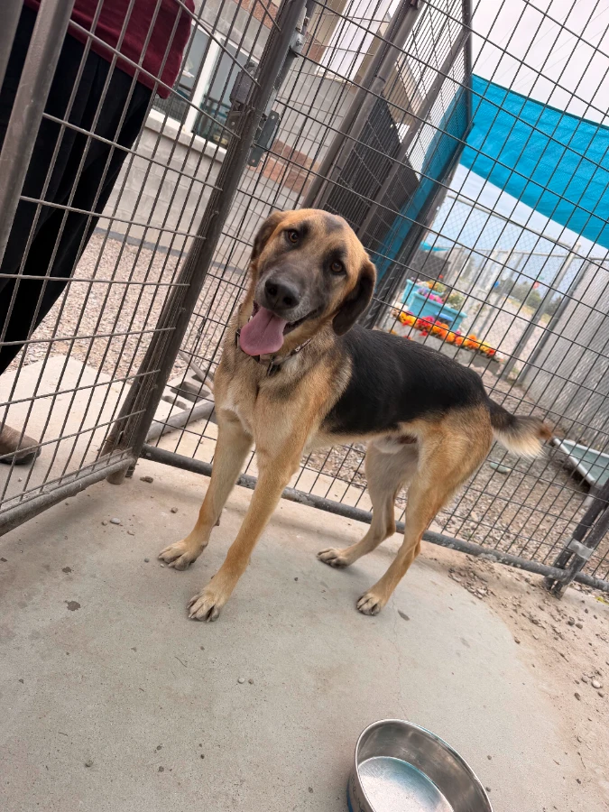 A young large-sized male Shepherd dog named Diesel for adoption in Dillon, MT