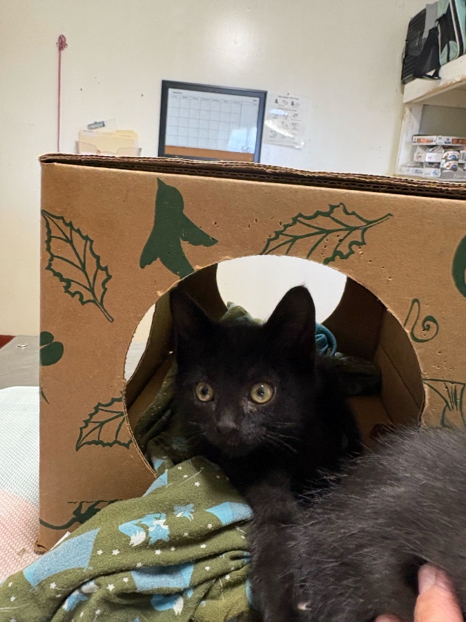 A baby small-sized male Domestic Short Hair cat named Bubbles for adoption in Dillon, MT