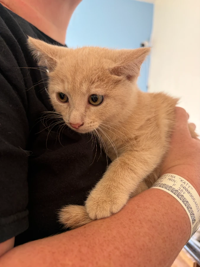 A baby small-sized male Orange / Red Domestic Short Hair cat named Tango for adoption in Dillon, MT