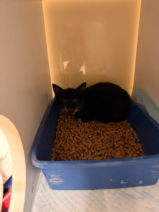 A baby small-sized unknown Domestic Medium Hair cat named Thackery for adoption in Dillon, MT