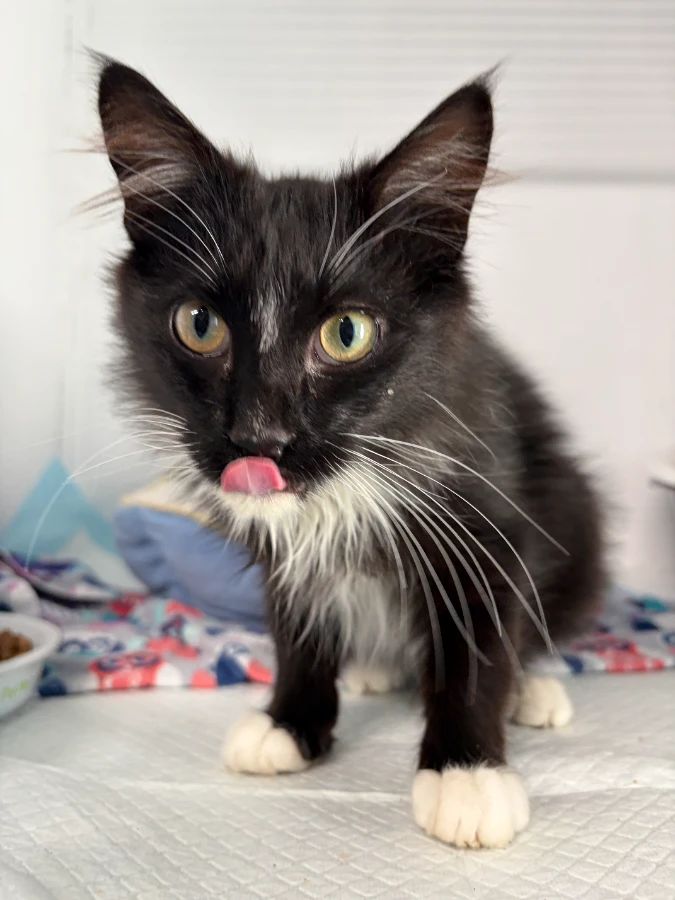 A baby medium-sized male Black & White / Tuxedo Domestic Long Hair cat named Austin for adoption in Dillon, MT