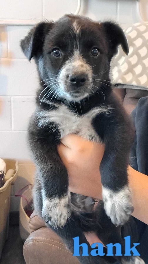 A baby medium-sized male Australian Cattle Dog / Blue Heeler dog named Hank for adoption in Dillon, MT