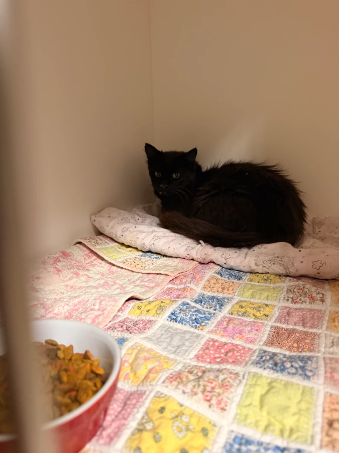 A young medium-sized female Domestic Medium Hair cat named Mrs Krueger for adoption in Dillon, MT