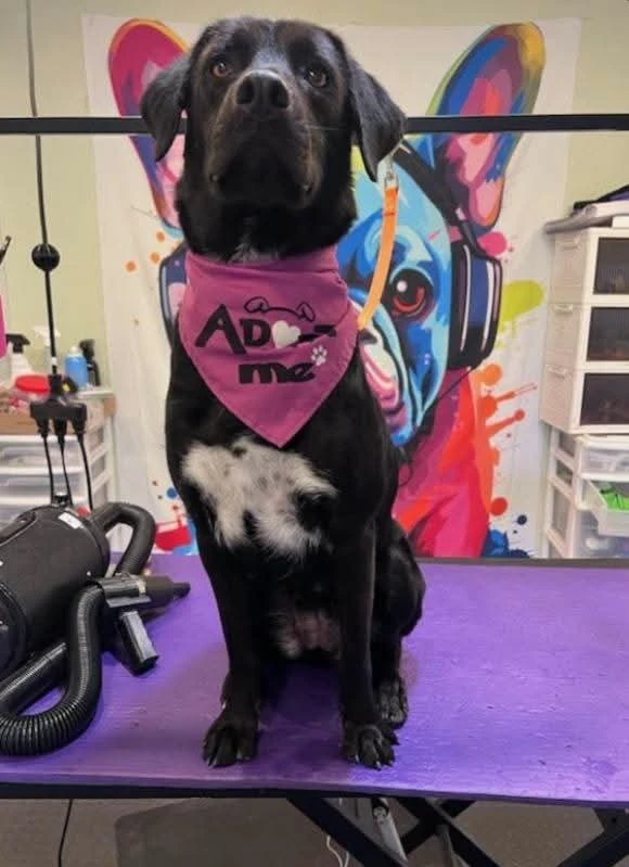 An adult medium-sized female Retriever - Black Labrador & Mix dog named Pumpkin for adoption in Dillon, MT