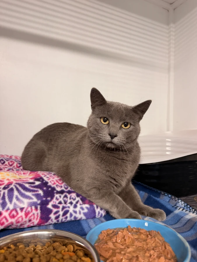 An adult medium-sized female Domestic Short Hair cat named Tilly for adoption in Dillon, MT